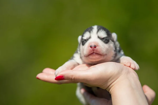 Mujer Sostiene Cachorro Husky Siberiano Color Blanco Negro Sus Manos —  Fotos de Stock