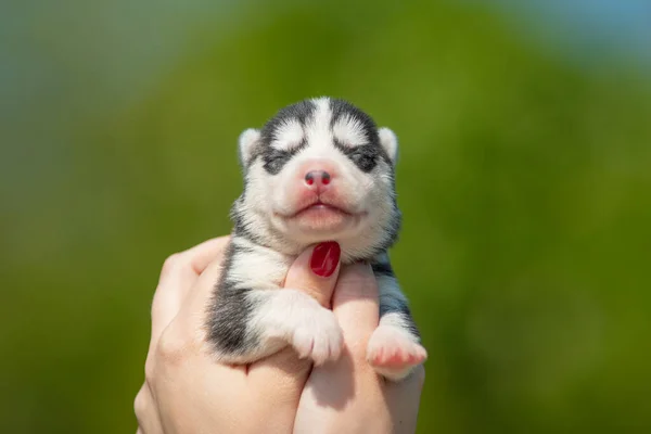 Frau Hält Schwarz Weiß Gefärbten Siberian Husky Welpen Ihren Händen — Stockfoto