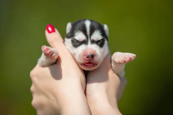 女性は黒と白のシベリアのハスキー子犬を手に持っています 緑の背景を持つ若い犬 — ストック写真