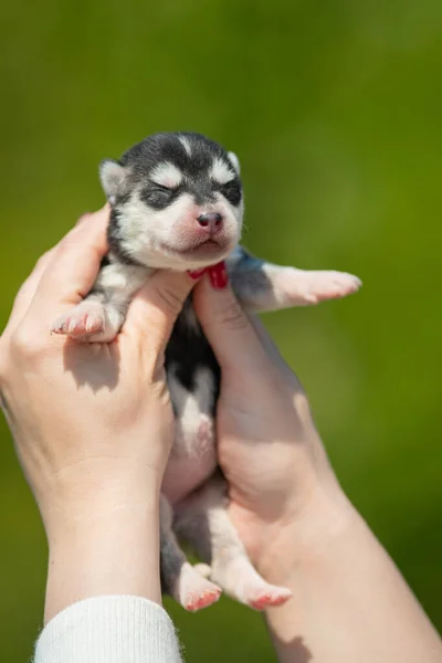 Kadın Elinde Siyah Beyaz Sibirya Husky Köpeği Tutuyor Yeşil Arka — Stok fotoğraf