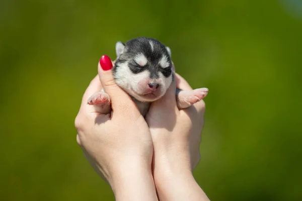 Kadın Elinde Siyah Beyaz Sibirya Husky Köpeği Tutuyor Yeşil Arka — Stok fotoğraf