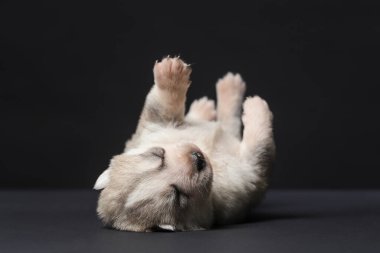 Şirin Sibirya Husky 'si. 2 haftalık köpek yavrusu siyah bir arka planda yatıyor.
