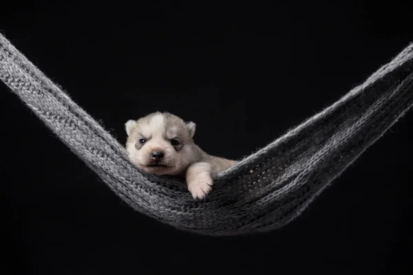 Schattig Siberisch Husky Weken Oud Puppy Een Zwarte Achtergrond — Stockfoto