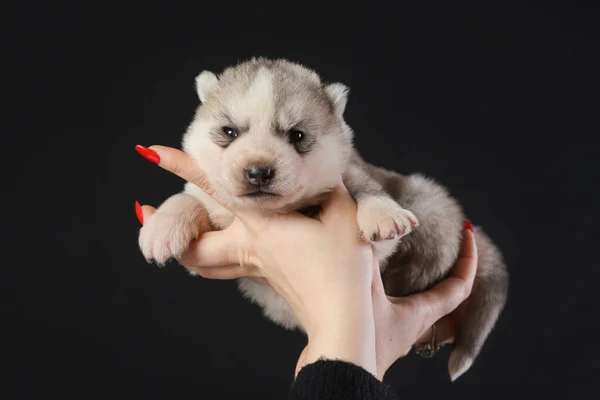 Lindo Cachorro Husky Siberiano Semanas Edad Manos Mujer Sobre Fondo — Foto de Stock