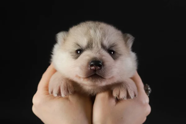 Lindo Cachorro Husky Siberiano Semanas Edad Manos Mujer Sobre Fondo — Foto de Stock