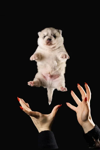 Schattig Weken Oud Siberische Husky Puppy Vliegen Een Zwarte Achtergrond — Stockfoto