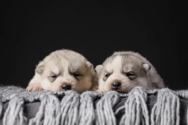 Twee Schattige Weken Oud Siberische Husky Puppies Een Zwarte Achtergrond — Stockfoto