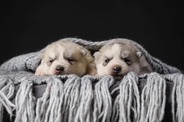 Dos Lindos Cachorros Husky Siberianos Semanas Sobre Fondo Negro —  Fotos de Stock