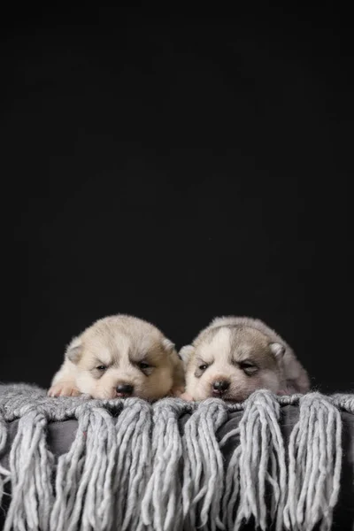 Dos Lindos Cachorros Husky Siberianos Semanas Sobre Fondo Negro —  Fotos de Stock