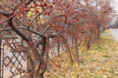 Sonbaharda kaldırım kenarlarında böğürtlenli yaban elmalarının bulanık arka planı, sonbahar kentsel manzarası
