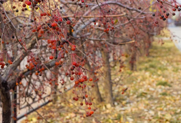 Nahaufnahme rote Herbstbeeren von Krabbenäpfeln, Malus Baccata, auf Sträuchern entlang des Gehwegs an der Straße zur Herbstzeit — Stockfoto
