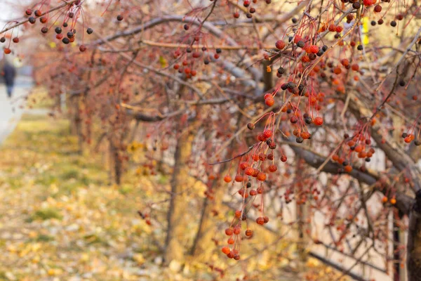 Nahaufnahme rote Herbstbeeren von Krabbenäpfeln, Malus Baccata, auf Sträuchern entlang des Gehwegs an der Straße zur Herbstzeit — Stockfoto