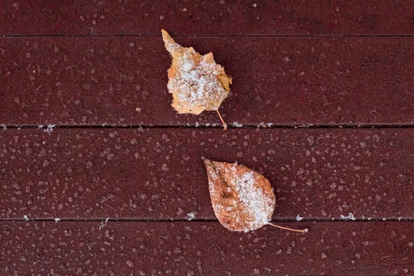 Tree leaf on snowy maroon deck floor of patio or terrace, natural background top view with copy space, winter onset concept