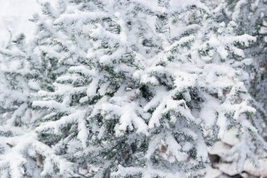 İlk karlı küçük Noel ağaçlarının ladin dalları, kış başlangıcı manzarası