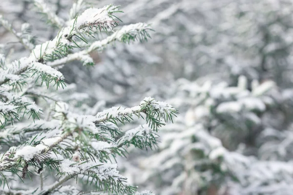 Spruce κλαδιά χαριτωμένα μικρά χριστουγεννιάτικα δέντρα με το πρώτο χιόνι, το τοπίο έναρξη του χειμώνα — Φωτογραφία Αρχείου