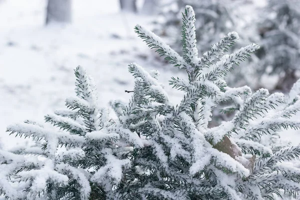 Spar takken van schattige kleine kerstbomen met eerste sneeuw, winter begin landschap — Stockfoto