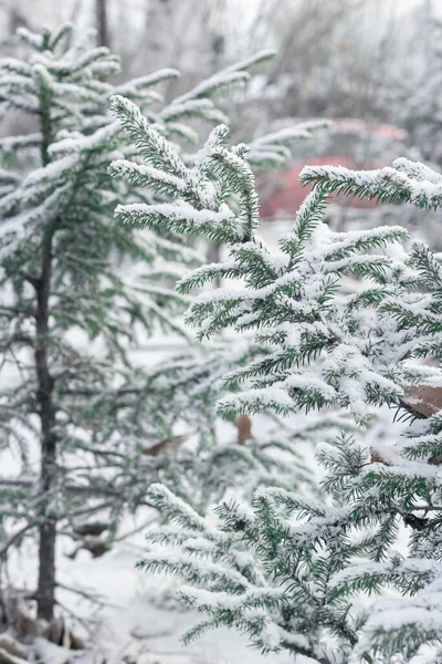 Spruce κλαδιά χαριτωμένα μικρά χριστουγεννιάτικα δέντρα με το πρώτο χιόνι, το τοπίο έναρξη του χειμώνα, ίλιγγο εικόνα — Φωτογραφία Αρχείου