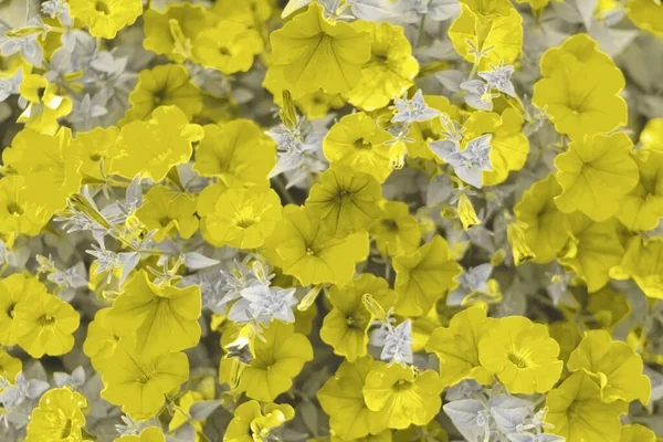 Cores da moda do ano 2021 Iluminando e Ultimate Gray, fundo colorido flores amarelas em cinza — Fotografia de Stock