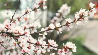 Çiçek açan kiraz çiçeği gibi yakın plan, Sakura çalılarının çiçek gibi beyaz dalları İlkbaharda yol.