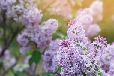 Çiçek açan leylak, mor mavi çiçek bahar güneşinde kapanıyor, doğal arka plan, pastel romantik renk.
