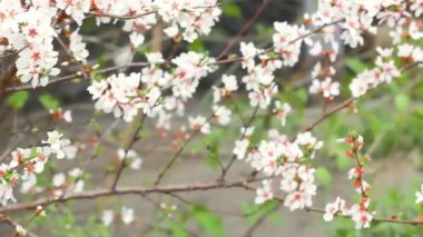 Yaban arısı kiraz dalları arasında uçar ve baharda sakura çiçeklerinden polen toplar.
