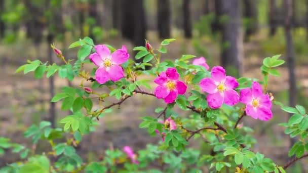 Prickly Vad Rózsabokor Közismert Nevén Kutya Rózsa Virágzó Virág Tűlevelű — Stock videók