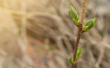 Fotokopi alanı ve bahar doğası uyanışı olan akçaağaç yapraklı tomurcuğa yakın çekim