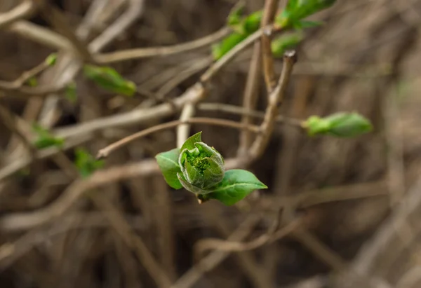 Gros plan de bourgeon de jeune feuille en fleurs sur la branche de l'érable, pousses tendres de verdure fraîche, réveil printanier de la nature — Photo