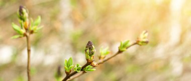 Genç çiçek tomurcukları güneş ışığı altındaki leylak ağacının dalında, narin mor çiçek filizleri ve taze yeşillikler, bahar doğası uyanışları