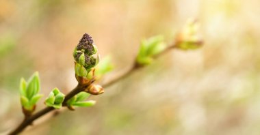 Genç çiçek tomurcukları güneş ışığı altındaki leylak ağacının dalında, narin mor çiçek filizleri ve taze yeşillikler, bahar doğası uyanışları