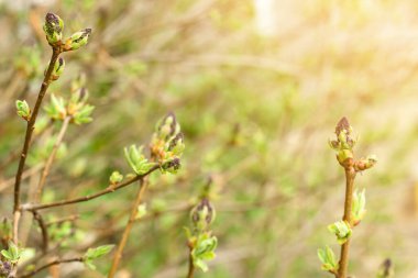 Genç çiçek tomurcukları güneş ışığı altındaki leylak ağacının dalında, narin mor çiçek filizleri ve taze yeşillikler, bahar doğası uyanışları