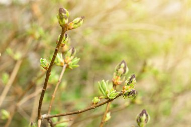 Genç çiçek tomurcukları güneş ışığı altındaki leylak ağacının dalında, narin mor çiçek filizleri ve taze yeşillikler, bahar doğası uyanışları