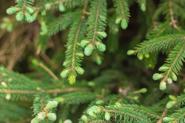 Çiçek açan genç ladin, bahar zamanı kozalaklı her daim yeşil dallarda filizlenir. Yeni taze iğneler, doğal arka plan, seçici odaklanma.