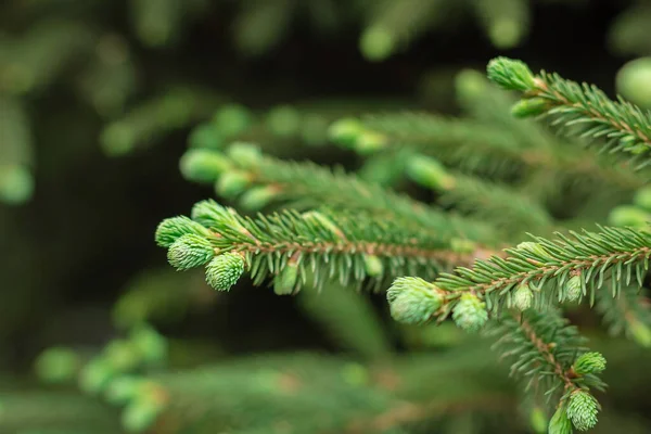 Blooming Young Spruce Shoots Coniferous Evergreen Branches Spring Time Closeup — Stock Photo, Image