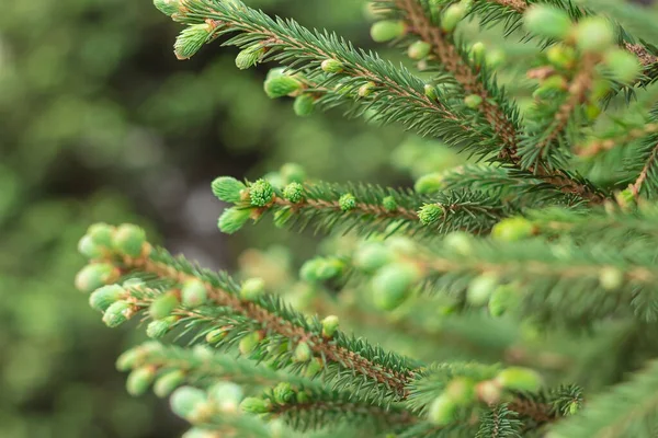 Jeunes Pousses Épinette Fleurs Sur Des Branches Persistantes Conifères Printemps — Photo