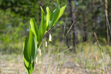 Beyaz çiçekli çanlar, Polygonatum veya Süleyman Mührü, güneşli çayırlarda kozalaklı ormanlarda çiçek açar, geleneksel tıpta yabani organik otlar kullanır.