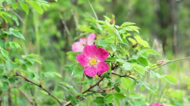 Stekelige Wilde Rozenstruik Beter Bekend Als Hondenroos Zijn Bloeiende Bloem — Stockvideo