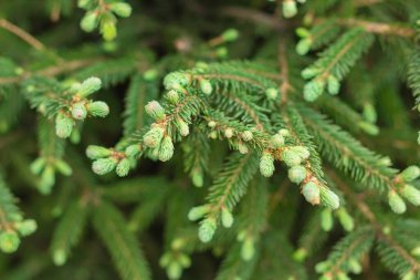 İlkbahar zamanı çiçek açan ladin ağaçlarıyla kozalaklı her daim yeşil dallar, taze taze iğneler, doğal arka plan, seçici odaklanma.
