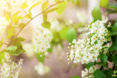 Çiçek açan mevsimlerde kirazlı kuşların yumuşak beyaz çiçekleri ilkbaharda güneş ışığı altında çiçek açarlar.