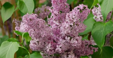 Çiçek açan narin leylak, baharda yumuşak yaprakların arasında pembe çiçekler romantik renklerde doğal bir arka plan.