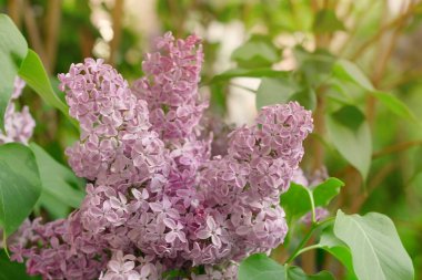 Çiçek açan leylak, bahar aylarında yumuşak yaprakların arasında pembe çiçekler pastel romantik renklerde doğal arka plan.