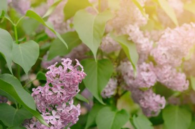 Çiçek açan leylak, ilkbaharda güneş ışığı altında pembe çiçekler, doğal arka plan ve pastel romantik renkler.