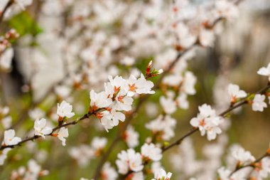Closeup blooming tender cherry, floral white branch of sakura bush at springtime, natural background, selective focus