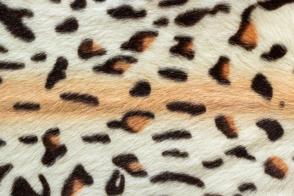 Schöne Bengalische Katzenfellstruktur Wilder Natürlicher Hintergrund Von Flecken Rosetten Pfeilspitzen — Stockfoto