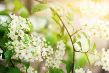 Çiçek açma mevsiminde kiraz çiçekleri, çiçek açan çiçekler, baharda güneş ışığı altında taç yaprakları, seçici bir odak noktası.