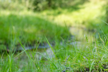 Küçük kıvrımlı akarsu ile yoğun çayır çimenleri, yaz yeşilliğinin doğal yeşil arka planı bulanık.