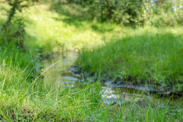 Yaz ormanlarında sık otlar, orman dereleri ve çayır arazileri olan küçük, dolambaçlı bir dere.