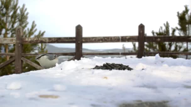 Piccoli uccelli selvatici nuthatches che si nutrono di semi sul ponte di osservazione innevato nel parco della pineta in inverno freddo — Video Stock