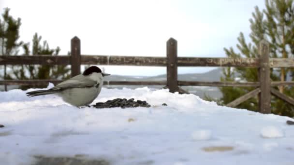 Wild tiny birds nuthatches and willow tits feeding on seeds on snowy observation deck in pine forest park at cold winter — Stockvideo