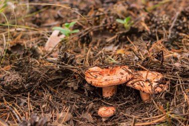 Safran süt başlığı grubu, Lactarius Deliciosus, kozalaklı ormanda düşen iğneler ve kozalaklar arasında yetişir, mantar toplama mevsimi, seçici odaklanma, yakın çekim